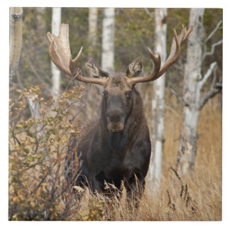 Mäktig tjurälg kakelplatta