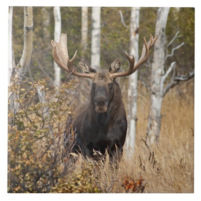 Mäktig tjurälg kakelplatta (Framsidan)