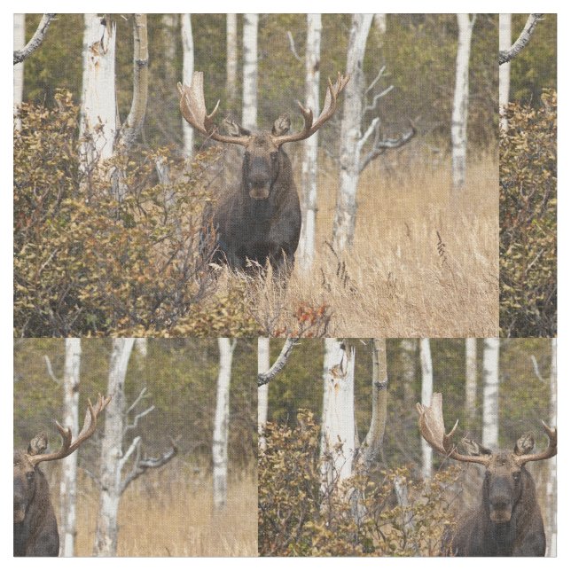 Mäktig tjurälg tyg (Närbild)