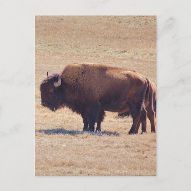 Mäktiga bufflar strövar över Oklahomas slätter Vykort (Framsida)
