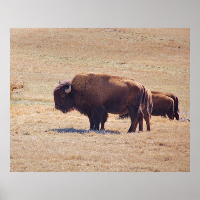 Mäktiga bufflar strövar på Oklahomas slätter Poster (Framsidan)