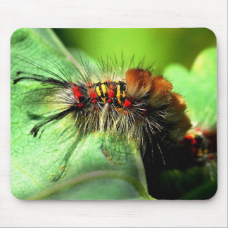 Mal Caterpillar för Anacapa ötuva Musmatta
