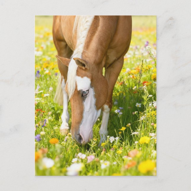 Mål häst i äng med vilda blommor  vykort (Framsida)