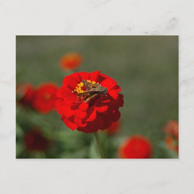 Mal och röd Zinniavykort Vykort (Framsida)