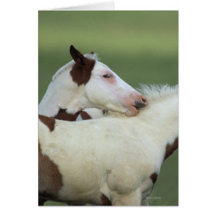 Måla att leka för föl hälsningskort