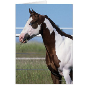 Måla hästanseende hälsningskort