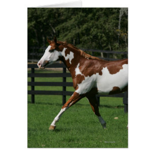 Måla hästspring 1 hälsningskort