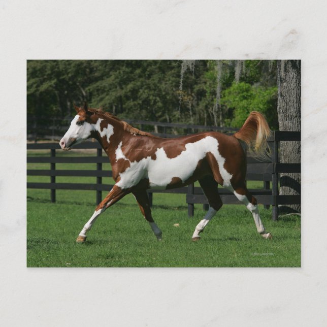 Måla hästspring 1 vykort (Framsida)