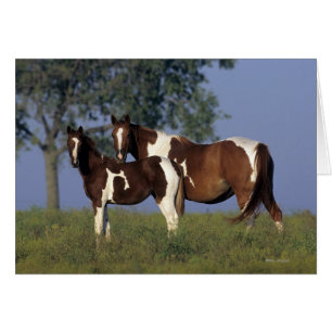 Måla maren & fölet hälsningskort