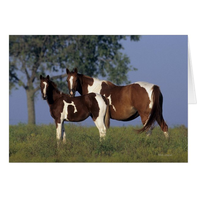 Måla maren & fölet hälsningskort (Framsidan Horizontal)