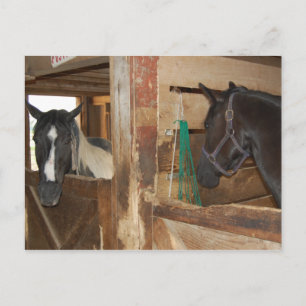 Måla/Pinto Horse Vykort