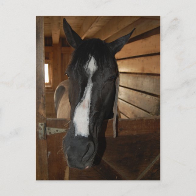Måla/Pinto Horse Vykort (Framsida)