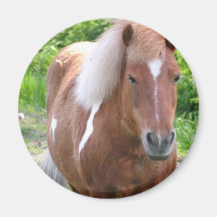 Måla Quarterhorsemagneten Magnet