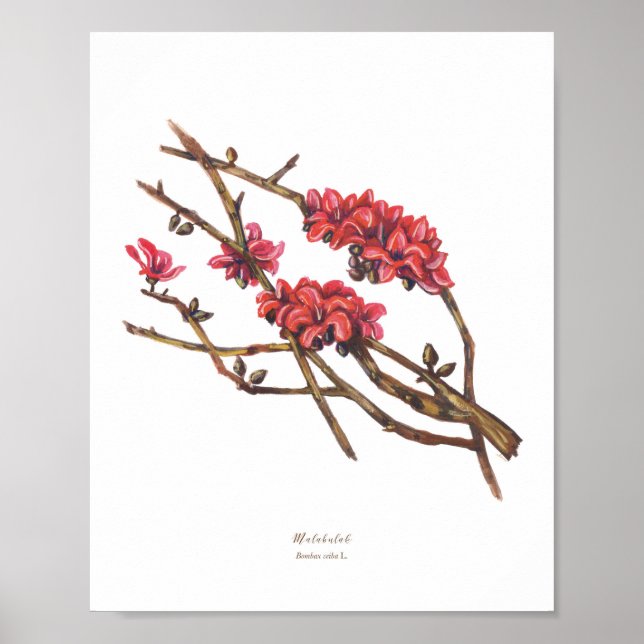 Malabulak (Bombax ceiba) Philippine Forest Blooms Poster (Framsidan)