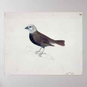 Malacca Crossbeak Poster