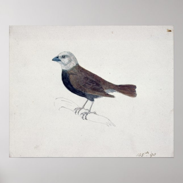 Malacca Crossbeak Poster (Framsidan)