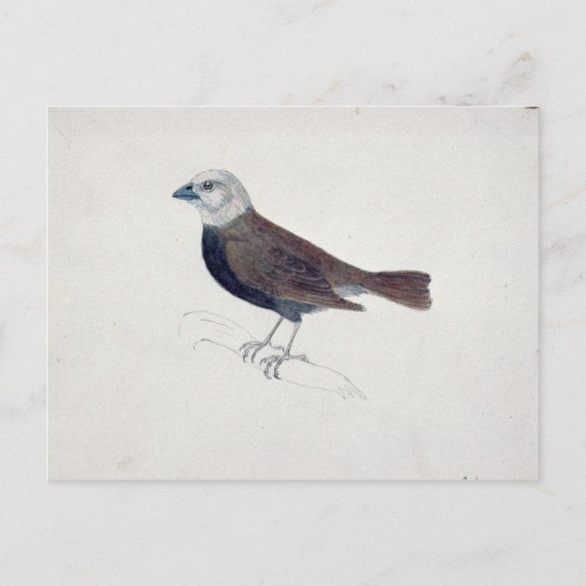 Malacca Crossbeak Vykort (Framsida)