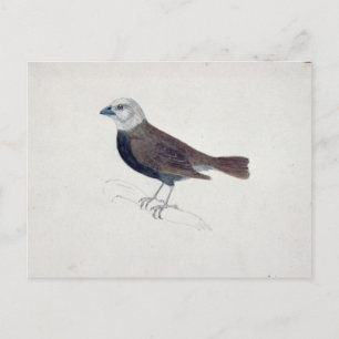 Malacca Crossbeak Vykort