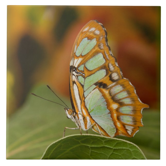Malachite Butterfly på löv Kakelplatta (Framsidan)