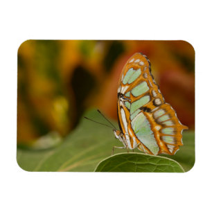 Malachite Butterfly på löv Magnet