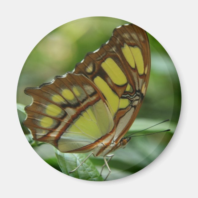 Malachite Butterfly Round Magnet (Framsidan)