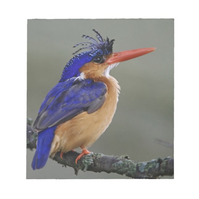 Malachite Kingfisher, Alcedo cristata, Sjö Anteckningsblock (Framsida)