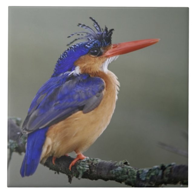 Malachite Kingfisher, Alcedo cristata, Sjö Kakelplatta (Framsidan)