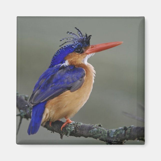 Malachite Kingfisher, Alcedo cristata, Sjö Magnet (Framsidan)