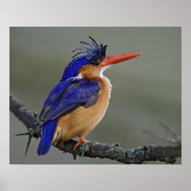 Malachite Kingfisher, Alcedo cristata, Sjö Poster (Framsidan)