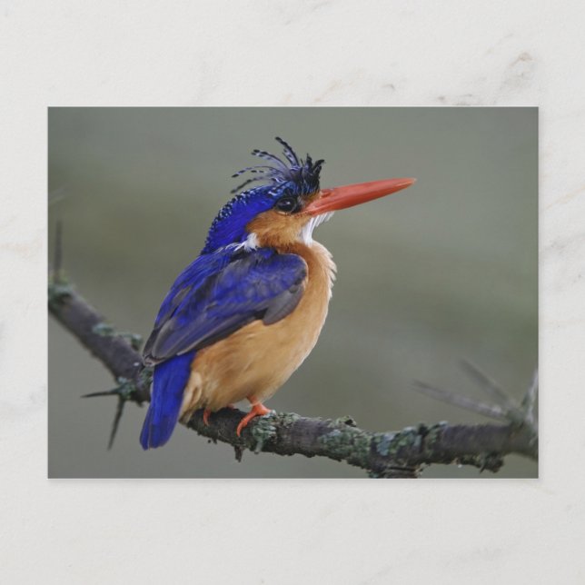 Malachite Kingfisher, Alcedo cristata, Sjö Vykort (Framsida)