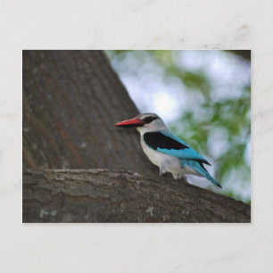 Malachite Kingfisher South Afrika Vykort