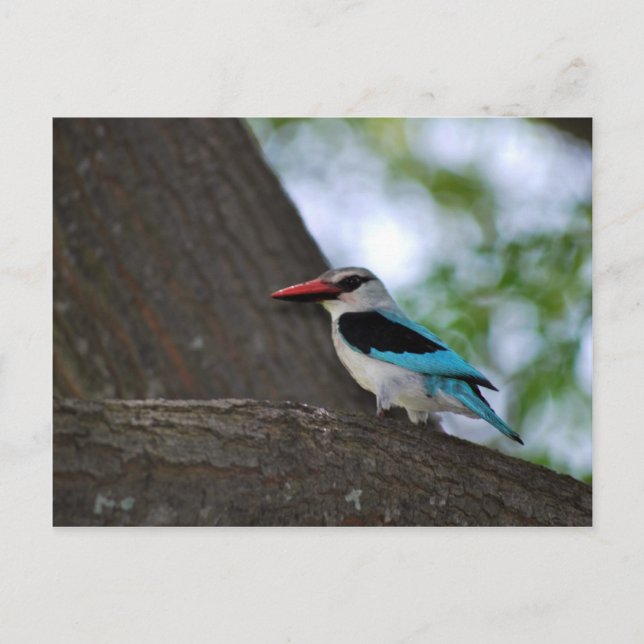 Malachite Kingfisher South Afrika Vykort (Framsida)