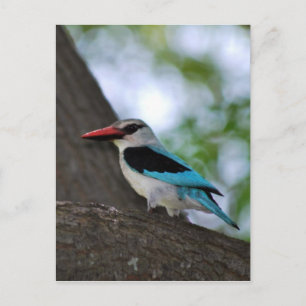 Malachite Kingfisher South Afrika Vykort