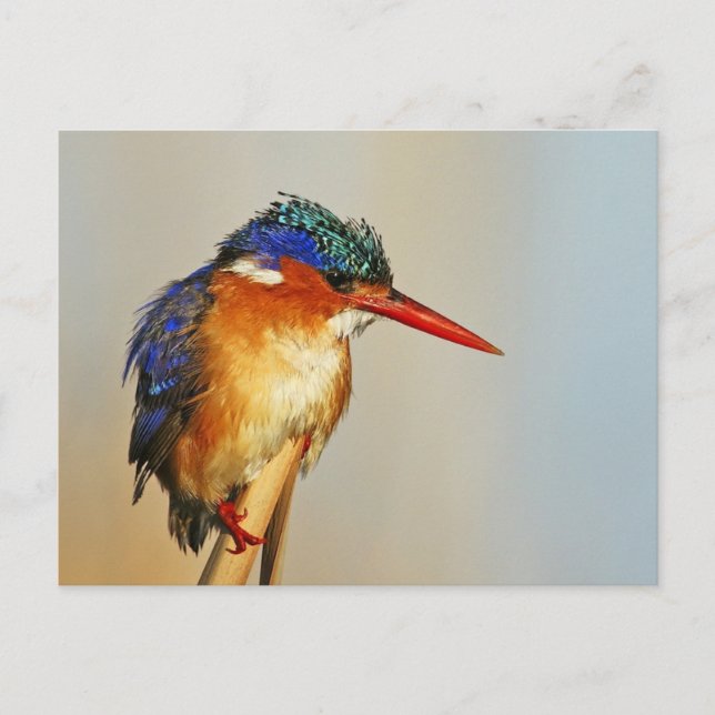 Malachite Kingfisher Vykort (Framsida)