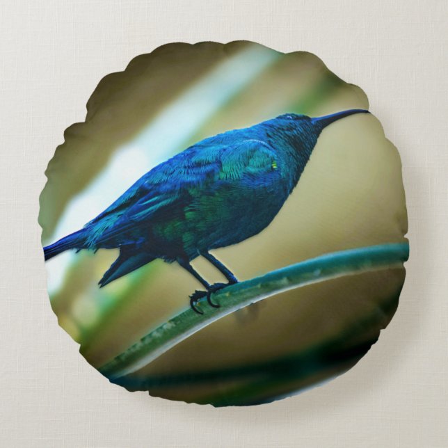Malachite Sunbird Perched Closeup Rund Kudde (Framsidan)