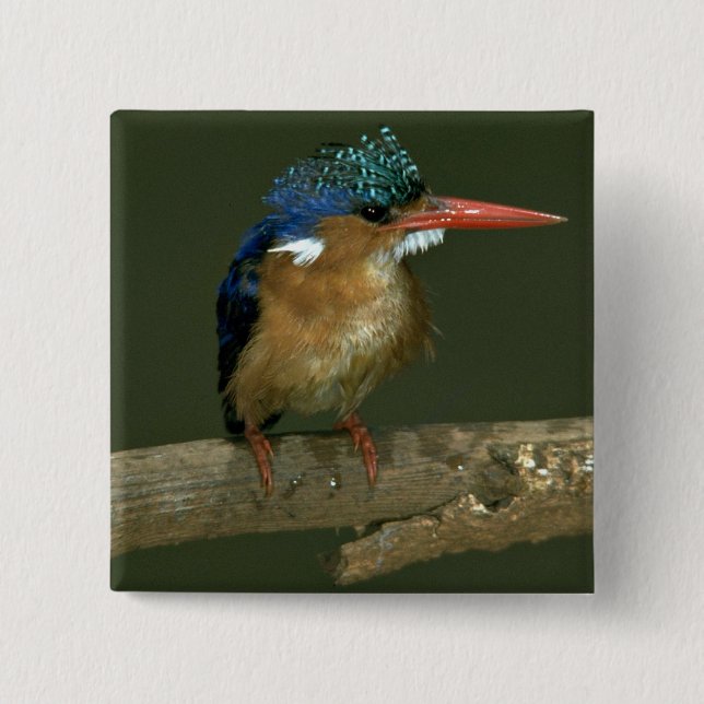 MalachiteKingfisher Knapp (Framsida)