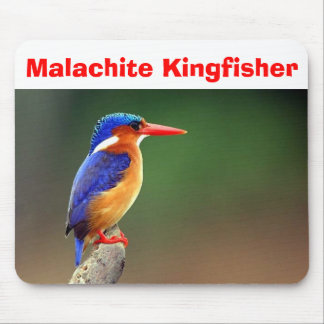 MalachiteKingfisher, MalachiteKingfisher Musmatta