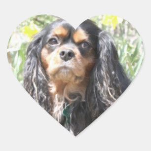 Målad Cavalier King Charles Spaniel Hjärtformat Klistermärke