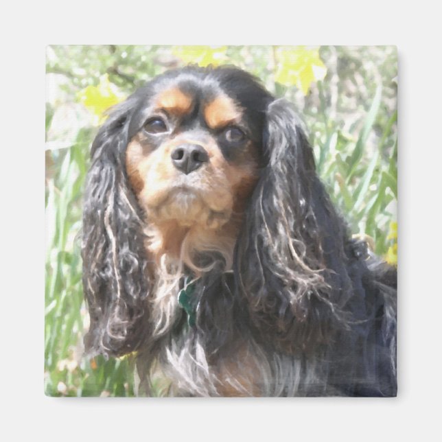 Målad Cavalier King Charles Spaniel Magnet (Framsidan)