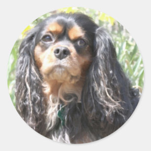 Målad Cavalier King Charles Spaniel Runt Klistermärke