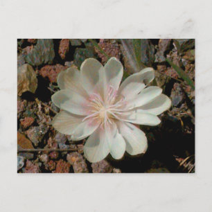 Målad Desert Flower Vykort