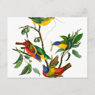 Målad fink av John James Audubon Vykort