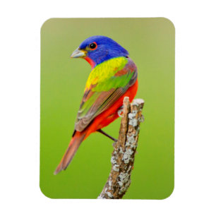 Målad fink (Passerina ciris) Hane Sittande Magnet