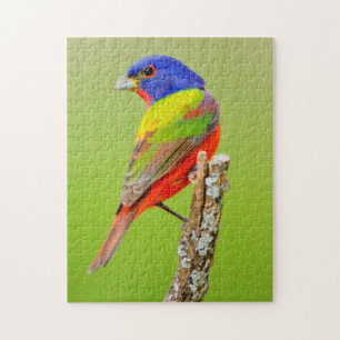 Målad fink (Passerina ciris) Hane Sittande Pussel