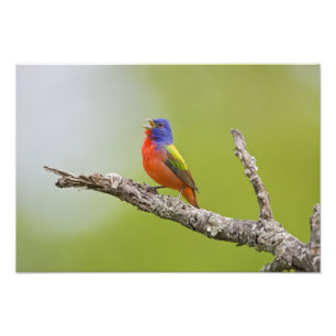 Målad fink (Passerina ciris) hane sjunger Fototryck