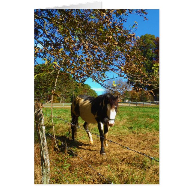 Målad häst, hälsningskort (Framsidan)