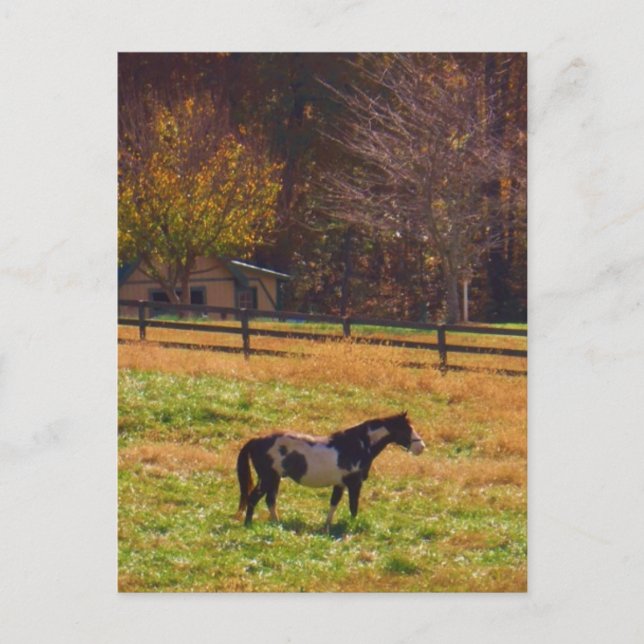 Målad häst i Avstånd Vykort (Framsida)