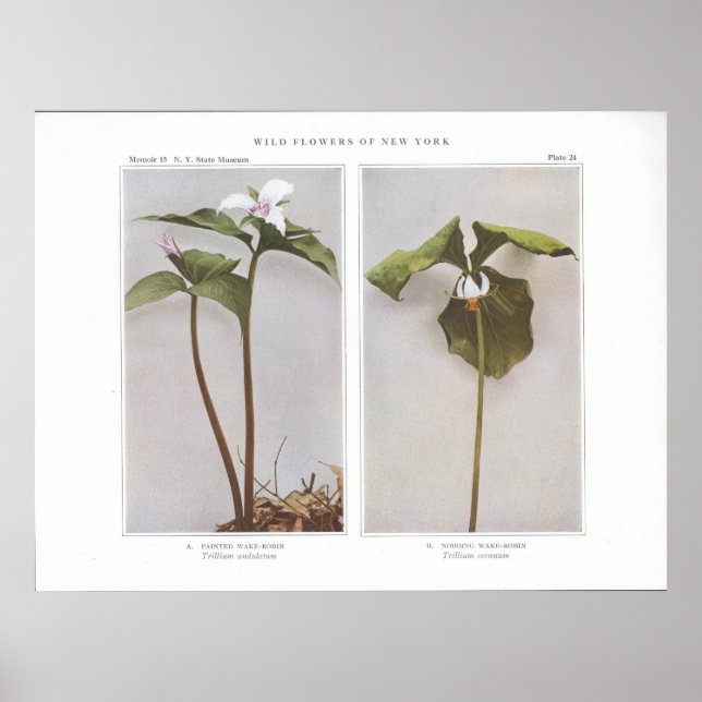Målad Wake-Robin - Trillium undulatum Poster (Framsidan)