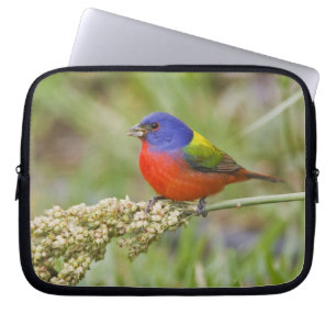 Målade fältsparv (Passerian ciris) hane som äter Laptop Sleeve