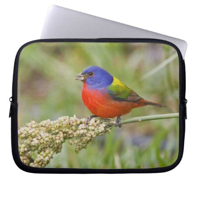 Målade fältsparv (Passerian ciris) hane som äter Laptop Sleeve (Framsidan)